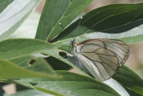Le Gaz (Lpidoptre - Pieridae - Aporia crataegi)